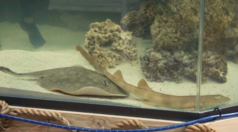 Mystery of Pregnant Stingray Ends with Charlotte's Death