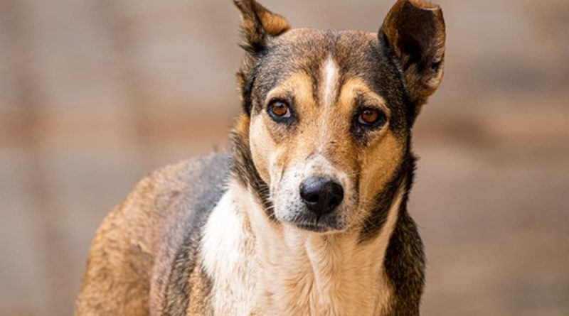 Stray Dog Seen Carrying Dead Newborn In Madhya Pradesh, Probe Launched